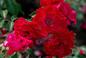 Najpiękniejsze róże rabatowe - jakie odmiany wybrać do ogrodu?