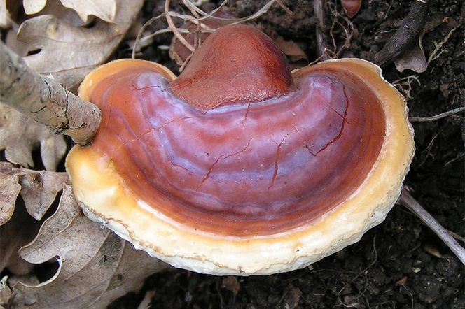 GRZYBY REISHI - właściwości i działanie. Gdzie kupić grzyby reishi?