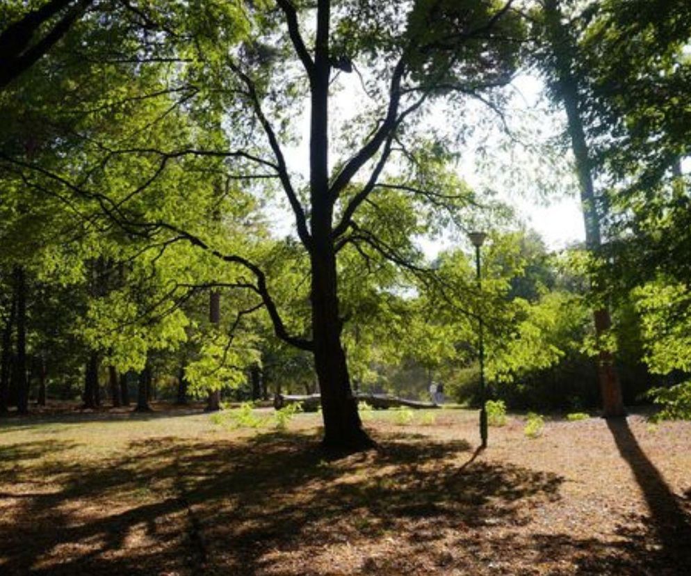 Oto najlepszy park na wrześniowe spacery w woj. podlaskim. AI wybrało go w kilka sekund!