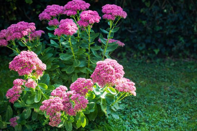 Rozchodnik (Sedum)