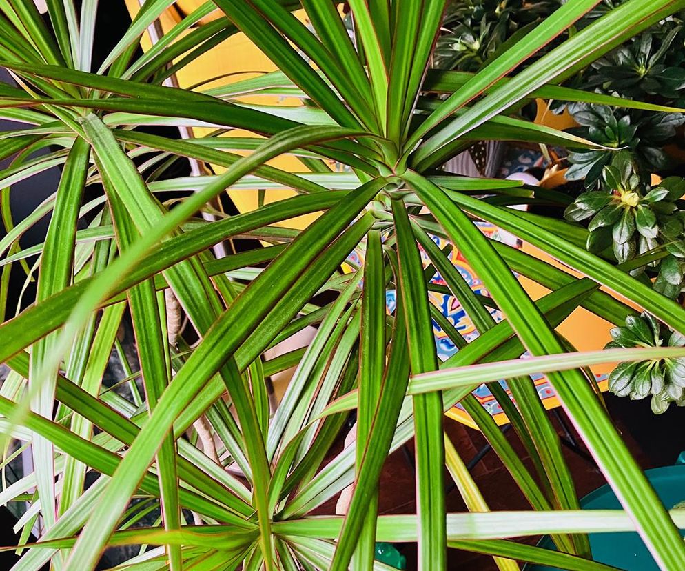 Dracena obrzeżona, Dracaena marginata