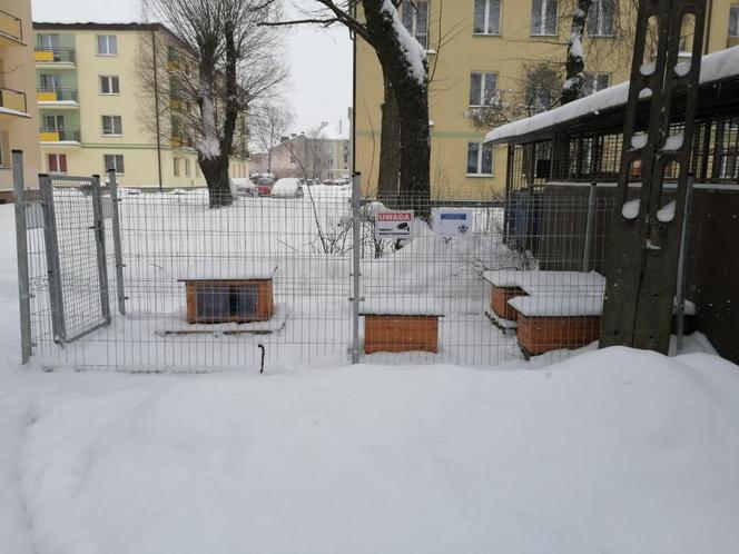 Cztery nowe oazy dla kotów w Suwałkach [ZDJĘCIA]