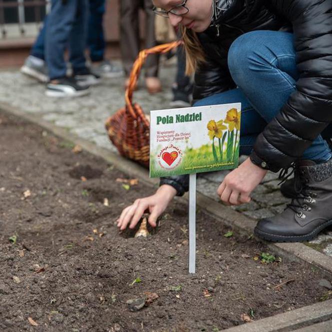 Fundacja "Pomóż Im". Po raz dziesiąty zaczęli siać Pola Nadziei [ZDJĘCIA]