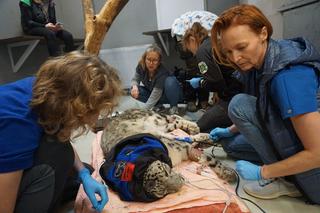 Trzymali w rękach życie pantery śnieżnej. Weterynarze wycięli Jamirowi guza z głowy