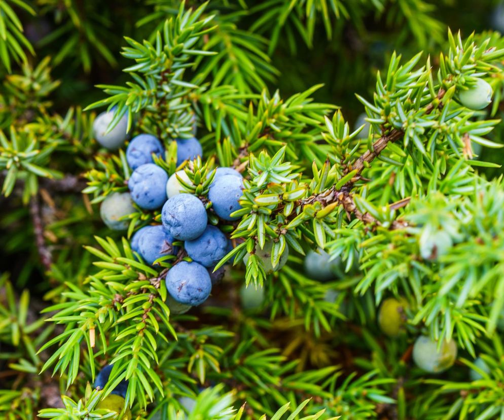 Na stany zapalne, wzdęcia i dla zdrowej skóry. Niepozorne owoce to skarbnica zdrowia
