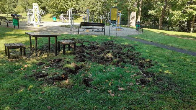 Dziki ryją w Parku Szelągowskim. Mieszkańcy muszą uważać