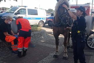Ulicami Świnoujścia biegał spłoszony koń z dorożką. Niecodzienna interwencja policji