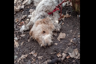 Okolice Krakowa: Ten pies umierał w męczarniach! Trwają poszukiwania sprawcy [ZDJĘCIA] 