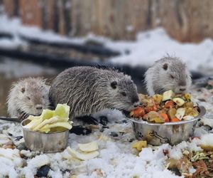 Nutrowisko: azyl, który uratował część rybnickich nutrii przed rzezią potrzebuje pomocy przed zimą