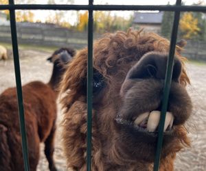 Zagroda 3 siostry w Kamieniu przyciągnęła całe rodziny w ciepły jesienny weekend ZDJĘCIA