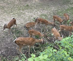 Pokazowe karmienie w myślęcińskim zoo to prawdziwy hit! Sprawdziliśmy to na miejscu