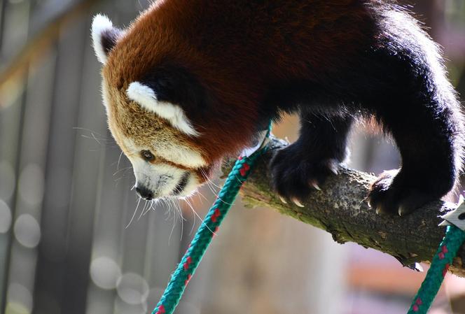 Cud narodzin w poznańskim zoo! Czekali na to ponad 20 lat