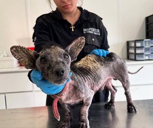 Studentka prawa nie pomogła psu