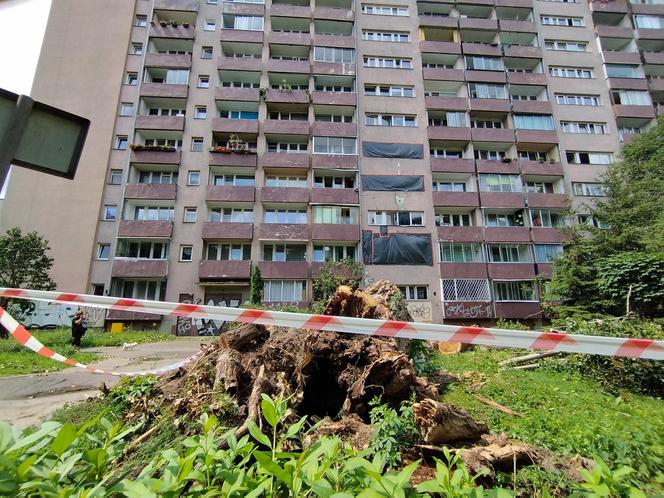 Wielkie drzewo runęło im na blok. „Widziałam, jak na mnie leci!”