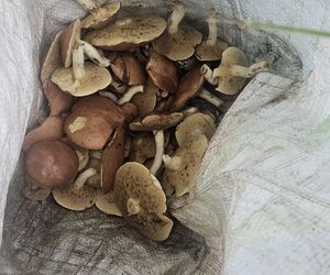 Sezon grzybowy w śląskich lasach rozpoczęty