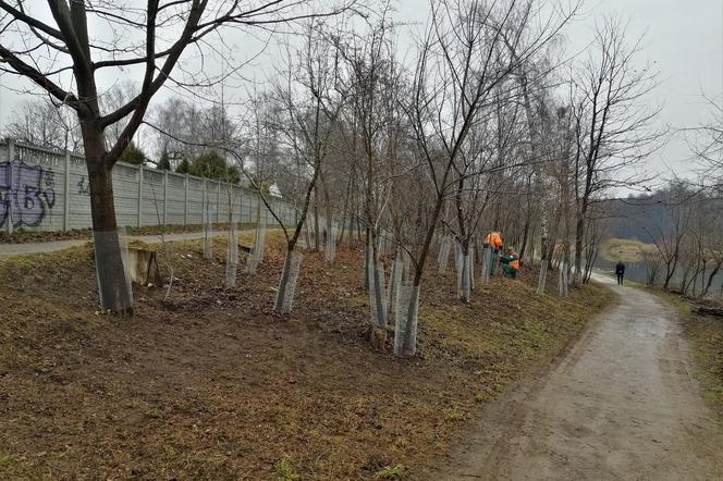Zabezpieczanie drzew przed bobrami w Kielcach