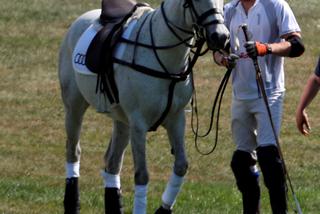 Chwalił się koniem i dostał buzi