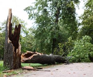 Park wilanowski zamknięty po burzy w Warszawie