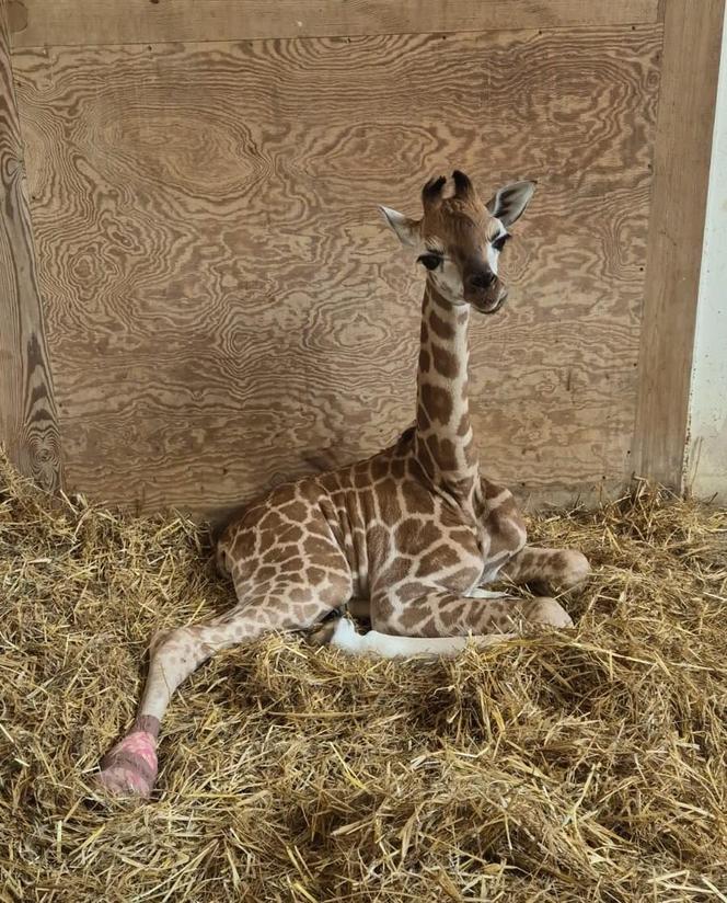 Warszawskie ZOO. Żyrafa Pietruszka