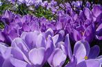 Krokus