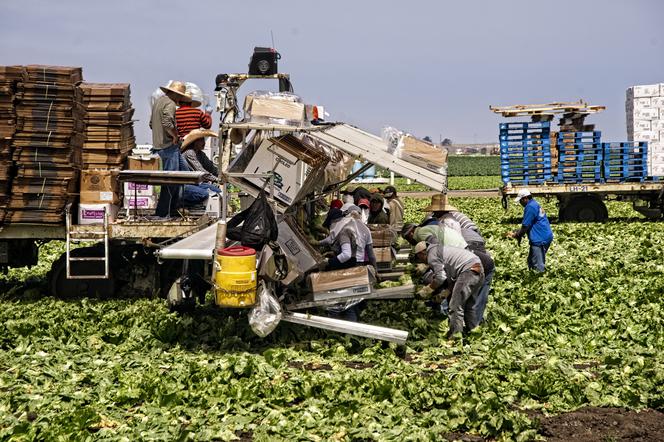 imigracja, wizy pracownicze, wizy dla pracowników sezonowych 