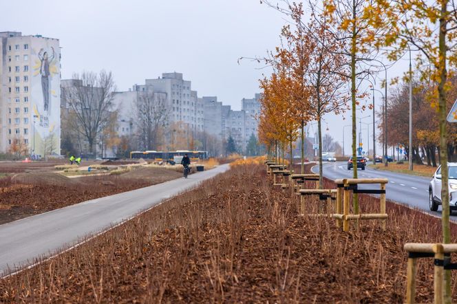 Pierwsze drzewa w parku nad obwodnicą na Ursynowie