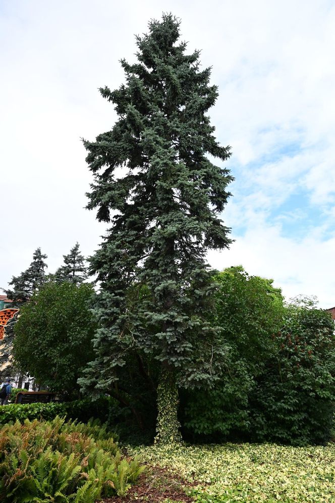 Cyfrowa inwentaryzacja drzew w Kołobrzegu