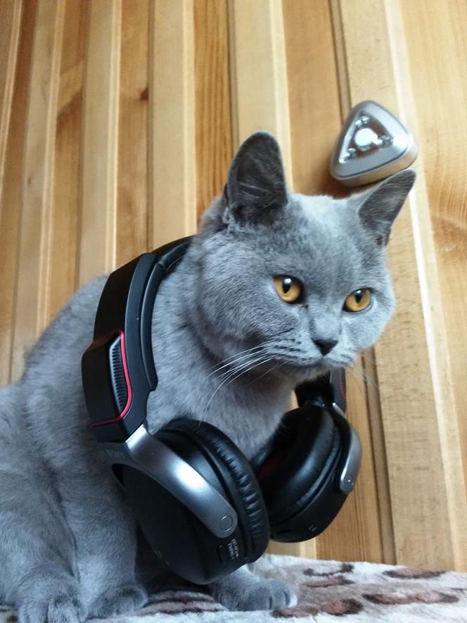 Muzyczny kot Piotra