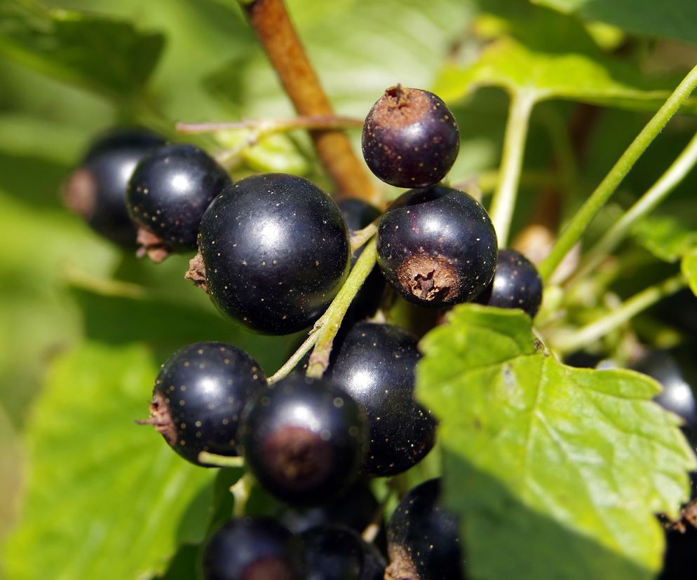 Domowe wino z czarnych porzeczek: przepis