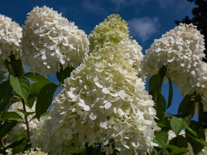 Hortensja bukietowa 'Phantom'