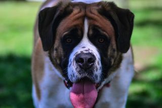 Bernardyn rzucił się na 11-latkę wracającą ze szkoły