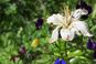 Szkodniki lilii ogrodowych. Poznaj poskrzypkę liliową i dowiedz się, jak ją zwalczać