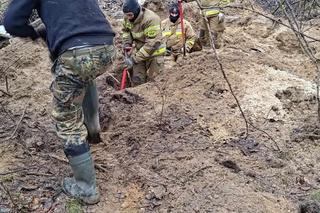 Lubelskie. Szczeniaki uwięzione w lisiej noże. Strażacy kopali w zmarzniętej ziemi przez 3 godziny