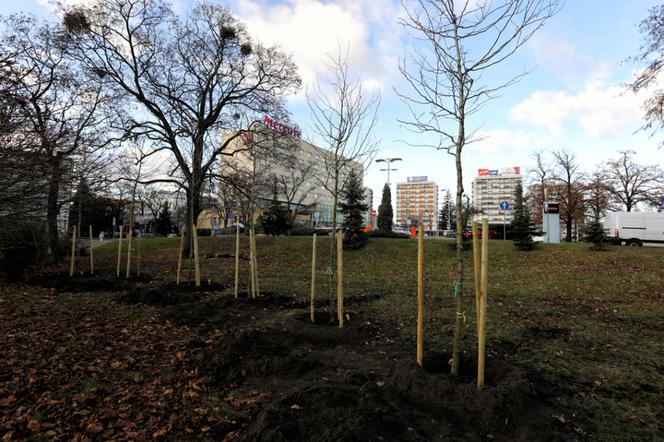 Miasto Toruń sadzi 80 dużych drzew w okolicach placu Rapackiego!