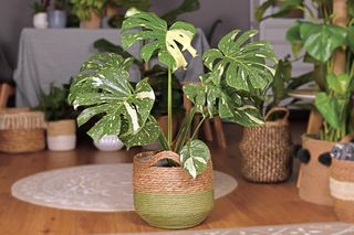 Twoja monstera zmizerniała? Wystarczy jeden tropikalny owoc, by odżyła!