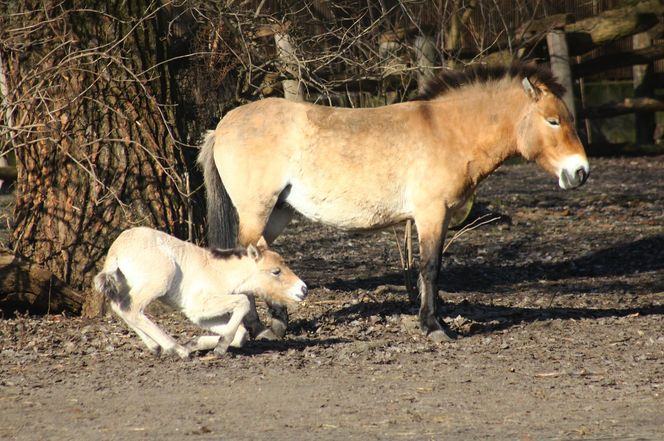  Warszawskie zoo ma nowego mieszkańca. To trzecie dziecko Primy i Larsa