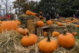 Farma Dyniowa przed galerią handlową Westfield Arkadia w Warszawie