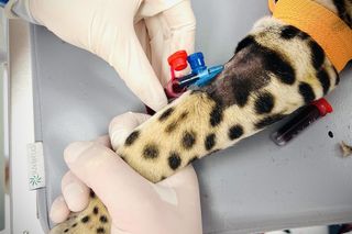 Dziki kot u weterynarza.