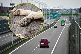 Pijany 36-latek dachował, z jego toyoty wypadł pies. Zginął na miejscu. Dramat pod Garwolinem