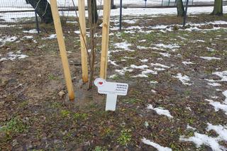 Drzewa dla sosnowieckiego hospicjum