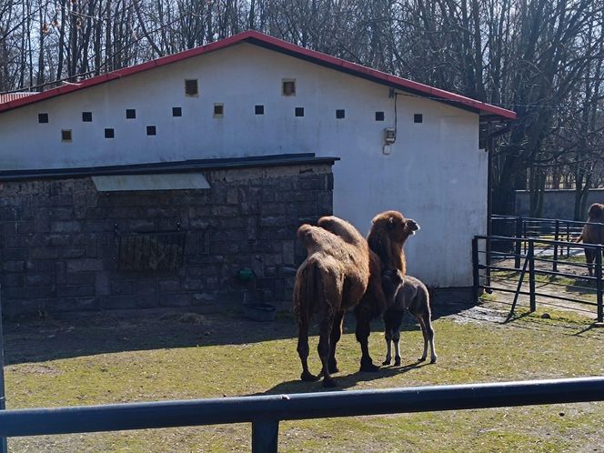 W Śląskim Ogrodzie Zoologicznym narodził się maleńki wielbłąd. Franek już teraz skrada serca