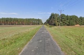 Żółw na drodze niedaleko Wschowy. Policja szuka właściciela