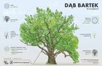 Dąb Bartek w Zagnańsku ucierpiał w czasie wichury