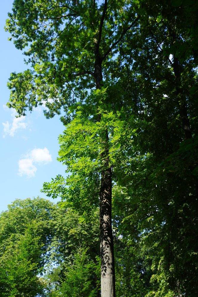 Park Miejski w Sandomierzu
