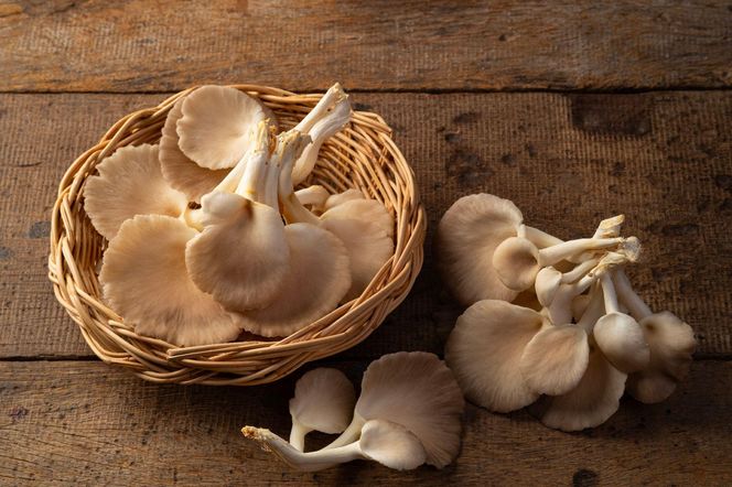 Boczniaki: czy są zdrowe? Właściwości lecznicze boczniaków