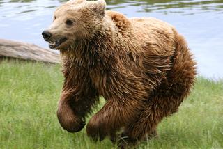 Stołeczne ZOO chce pomóc ogrodom w Ukrainie
