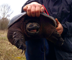 Niebezpieczny żółw jaszczurowaty znaleziony w rowie. Bez problemu może odgryźć palec!