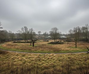 Śmierć żyrafy w poznańskim zoo. Dlaczego kolejne zwierzęta umierają w tajemniczych okolicznościach?