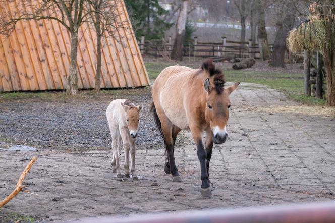 Klaczka konia Przewalskiego z matką Pimą w warszawskim ZOO