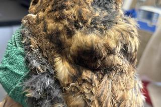 Sowa alfa wpadła do komina i poparzyła skrzydła